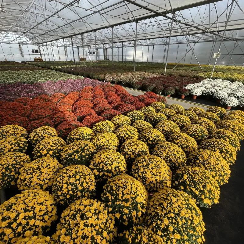 Nos chrysanthèmes pour la Toussaint